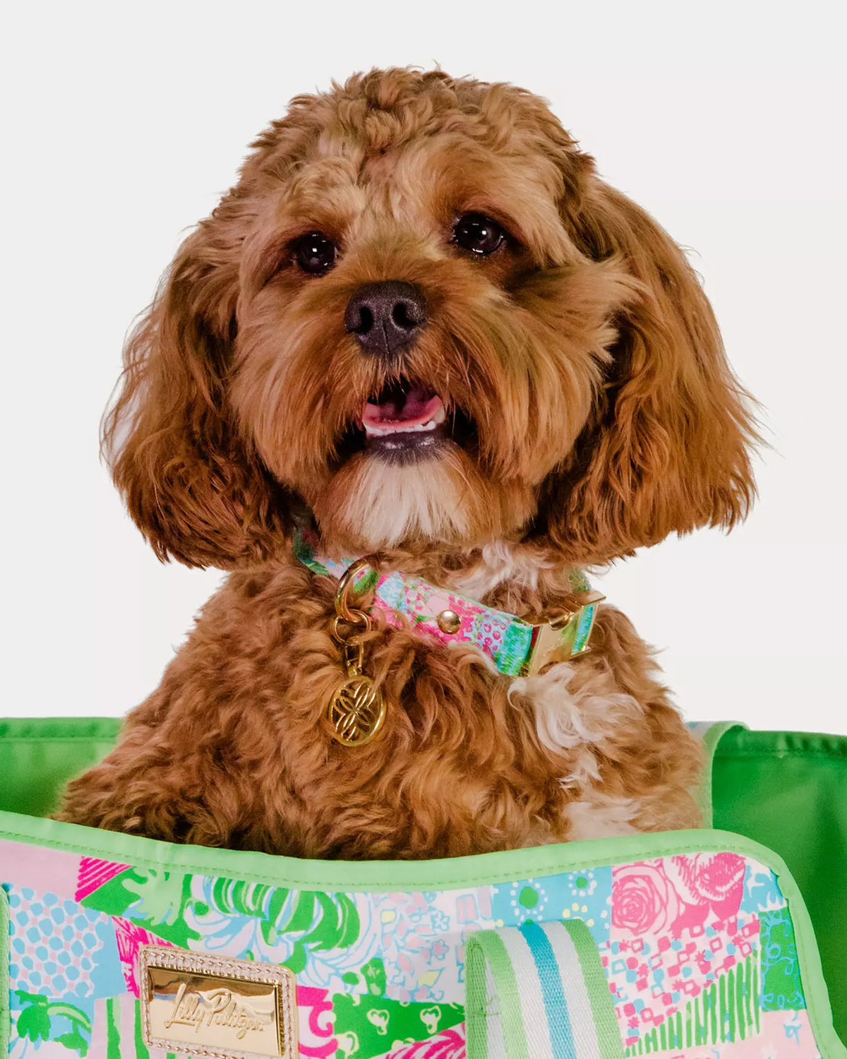 Dog Collar, Crazy Quilt Home (S/M)