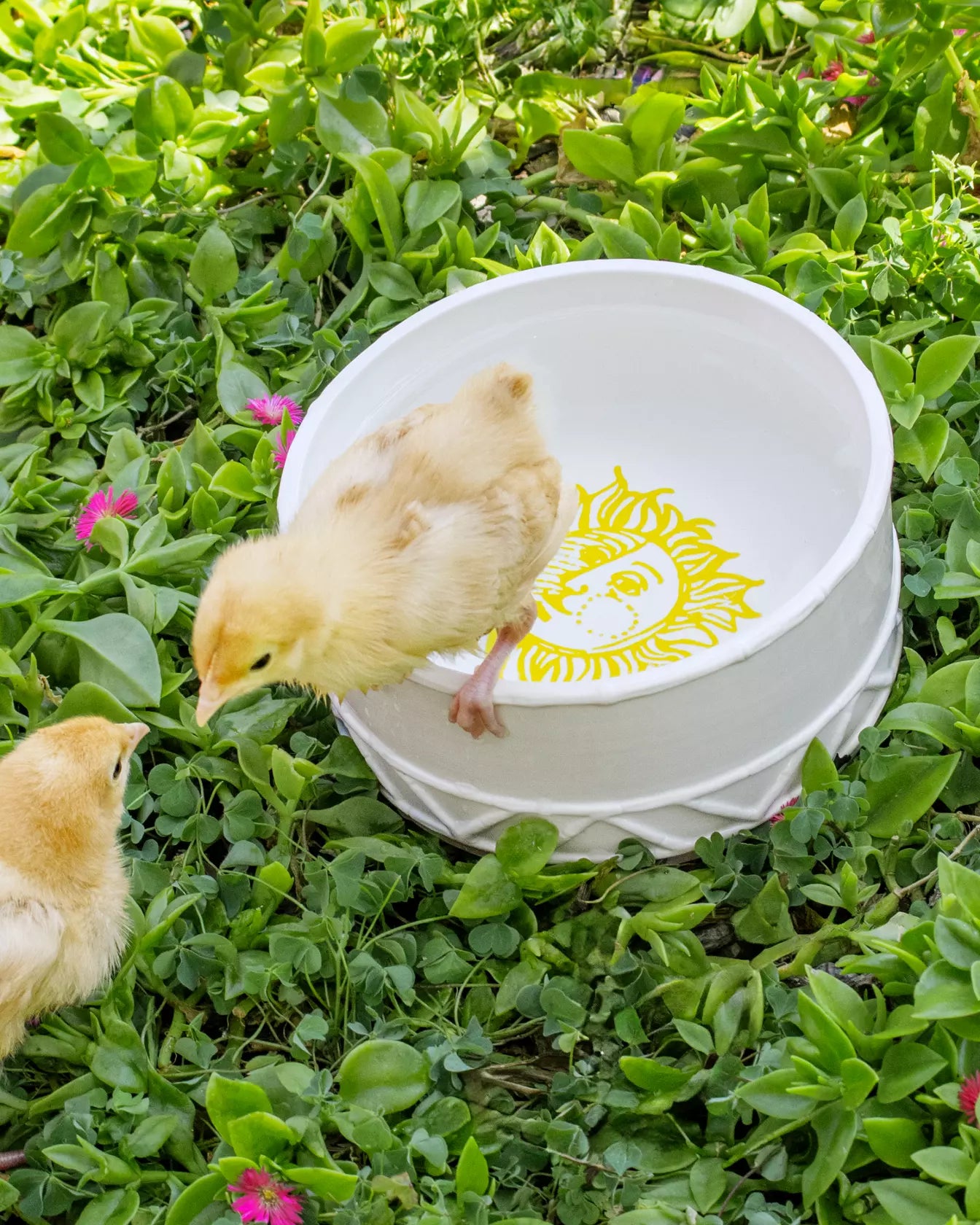 Pet Bowl, Sun Tiles Home